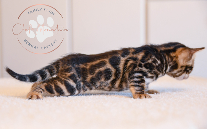 Bengal kitten for sale